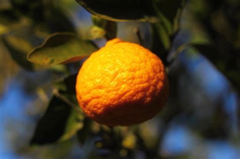 Premium Photo | Orange mandarin on the tree