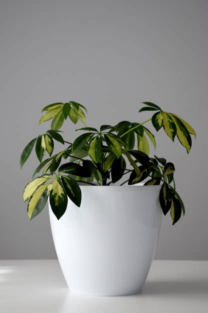 Plante D intérieur Schefflera Dans Un Pot Blanc Sur Table Blanche