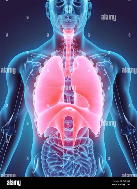 Respiratory System Diagram 3d 3d Animation