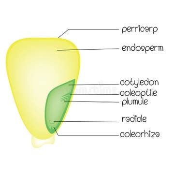 Monocotyledon Seed Stock Illustrations – 37 Monocotyledon Seed Stock Illustrations, Vectors ...