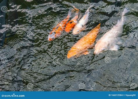 Group Of Colorful Carp Koi Fish Swimming In The Pond Stock Photo