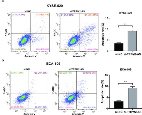 Silencing Of Lncrna Trpm2 As Promotes Cell Apoptosis In Esophageal