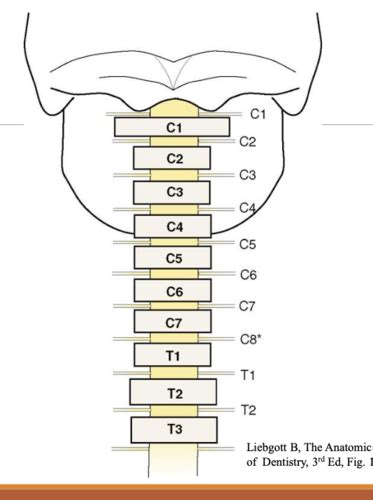 Spinal Cord And Spinal Nerves Flashcards Quizlet