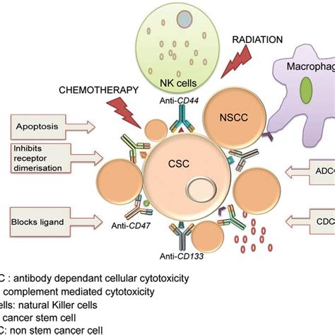 Targeting Cancer Stem Cells Using Antibodies Treatment Of Cancer With