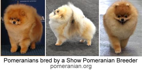 Are There Different Types of Pomeranians?