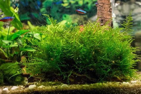 Top 11 Best Plants For Keeping And Breeding Guppies Pics Aquarium Genius