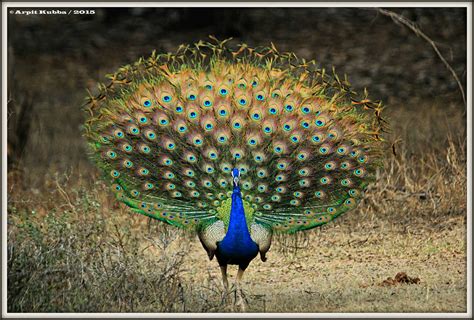 Can Peacocks Fly Interesting Facts With Pictures Artofit