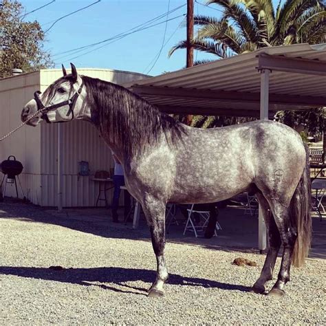 Liver Chestnut Andalusian Stallion Directory