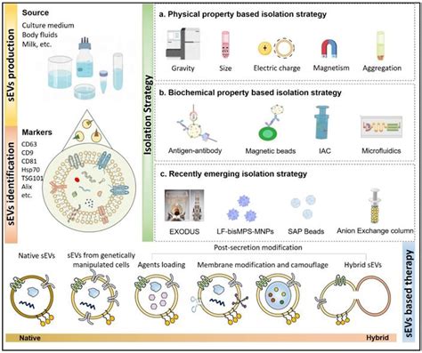 Small Extracellular Vesicles Isolation And Separation Exosome Rna