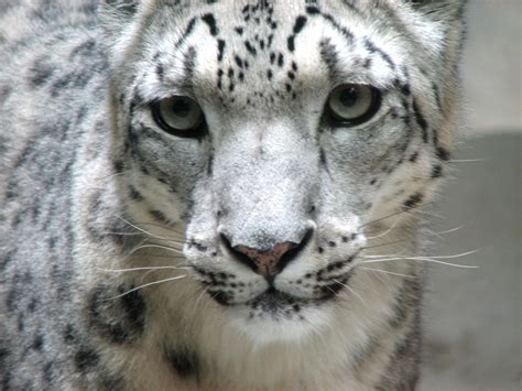 File:Snow leopard face.jpg - Wikipedia