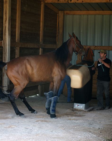 Orlando Sport Haras De L étoile Monte 2011 Guillaume Le Jeune Flickr