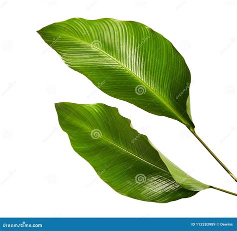 Calathea Foliage Exotic Tropical Leaf Large Green Leaf Isolated On