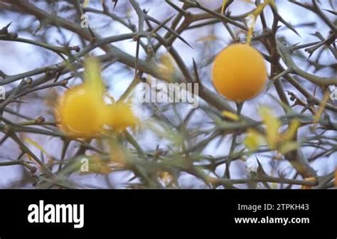 Trifoliate Orange Poncirus Trifoliata Stock Videos Footage Hd And