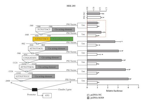 Sox9 Regulates Claudin 2 Promoter Activity In Hek 293 Cells A Sox9