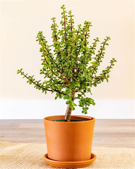 Buy Portulacaria Afra Aurea Dwarf Jade Elephant Food Elephant