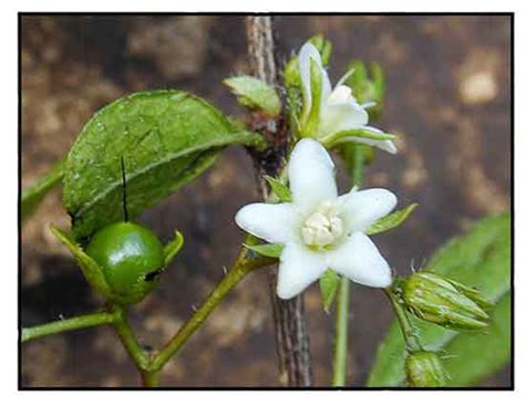 Tsaang Gubat Plant