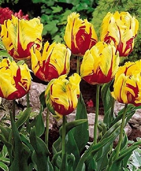 Parrot Tulip Bulbs Flaming Parrot WPC Prins Quality Spring Bulbs Pack