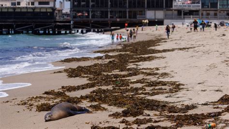 California Sea Lion Migration Fisheries Noaa Population