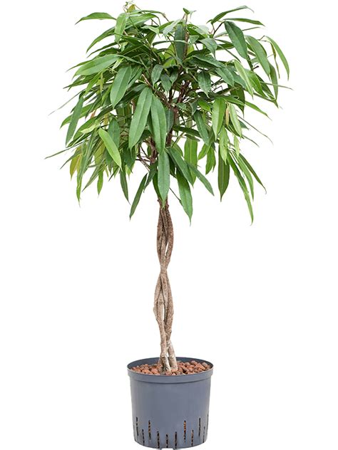 Fikus Ficus Binnendijkii Amstel King Stem Braided Zapleten Kme