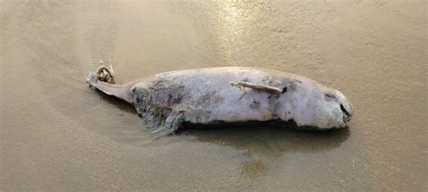 Sightings And Strandings Marine Mammal