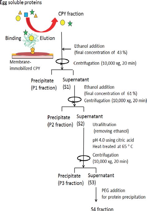 Figure From Enzyme Inhibitory Activity Of Ovomucoid Extracted Using A