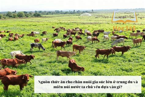 Nguồn thức ăn cho chăn nuôi gia súc lớn ở trung du và miền núi nước ta