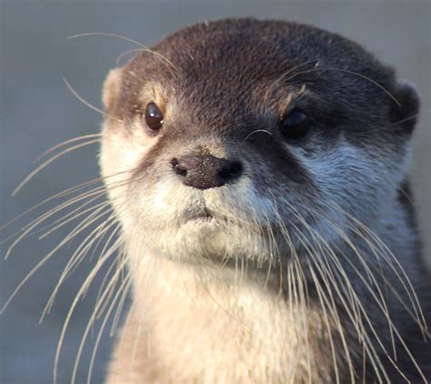 Otter Species | IUCN SSC Otter Specialist Group