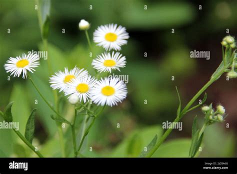 Eastern Daisy Fleabane Aka Annual Fleabane Scientific Name Erigeron