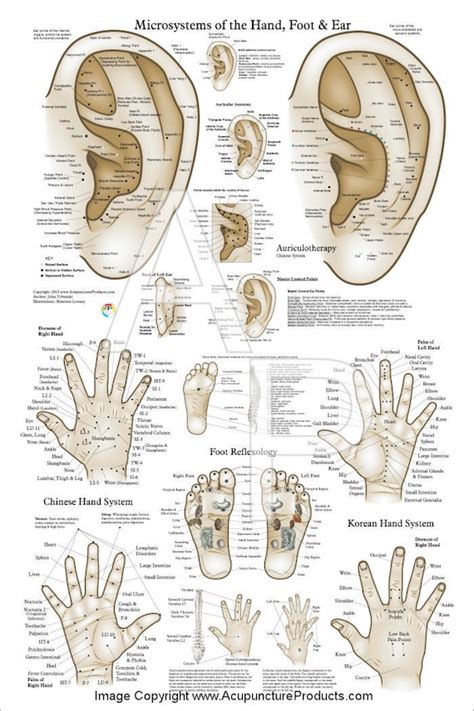 Hand Acupuncture Diagram Akupunktur Di Surabaya