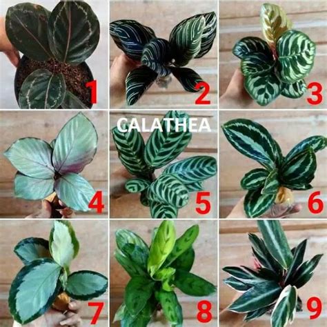 Jual Paket Tanaman Kekinian Calathea Isi 9 Jeni Paket Tanaman