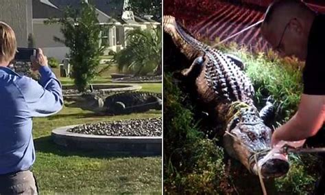 Alligators Cause Chaos In South As Males Look For Sex In Mating Season Daily Mail Online