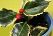 Mistletoe Symbolism: Hope And Good Luck - SunSigns.Org