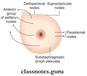 Anatomy Of The Pectoral And Scapular Regions Question And Answers