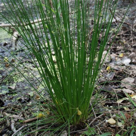 Mn Native Common Rush Plants Natural Shore Technologies