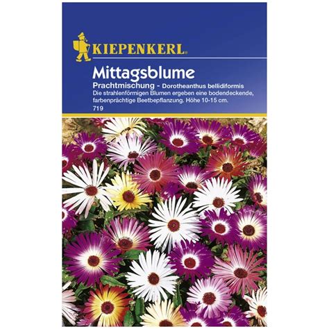 Kiepenkerl Mittagsblume Dorotheanthus bellidiformis Samen Blüte