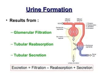 Renal Physiology Ppt