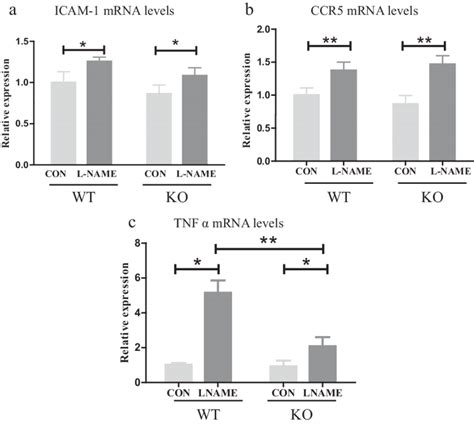 No Deficiency Increases Inflammatory Gene Expression In Wild Type And