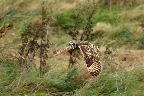 Short Eared Owl Rspb Bempton Cliffs Michael Atkinson Flickr