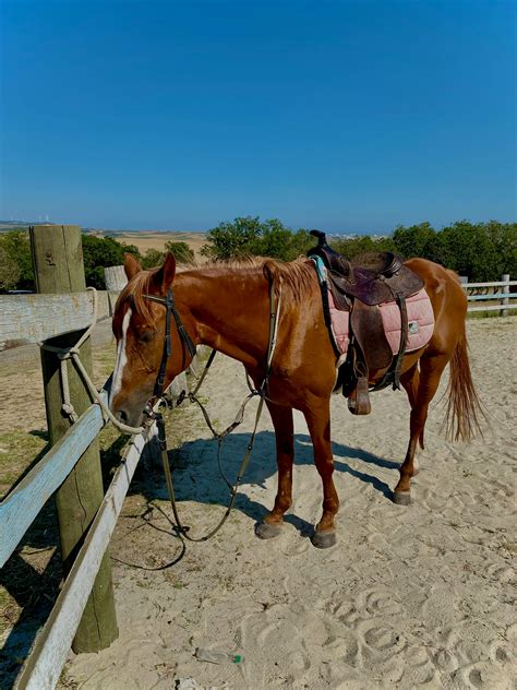 saddle      saddle stock  hd images