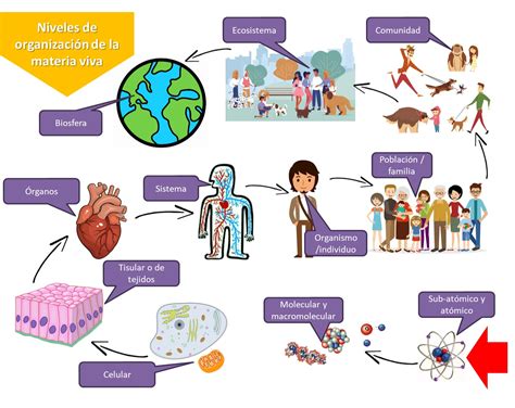 Tomidigital Organización De Los Seres Vivos Secundaria