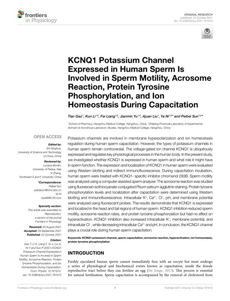 Pdf Kcnq Potassium Channel Expressed In Human Sperm Is Involved In