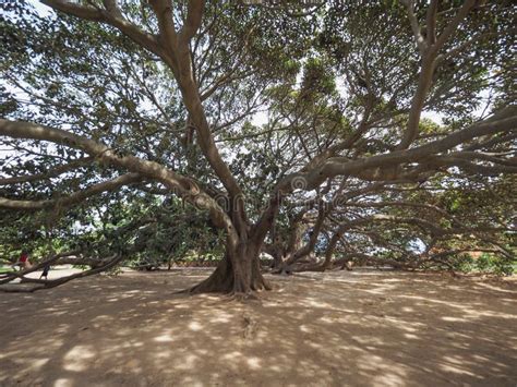 Moreton Bay fig tree stock image. Image of plants, banyan - 101083039