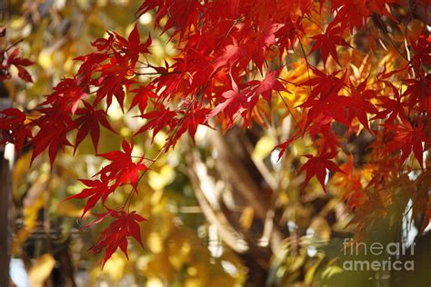 Japanese Maple in Fall colors Photograph by Yumi Johnson - Fine Art America