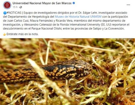 Junín Descubren nueva especie de serpiente en Perú y la bautizan