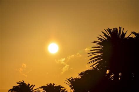 Silueta De Palmera Al Atardecer En Islas Canarias Foto Premium