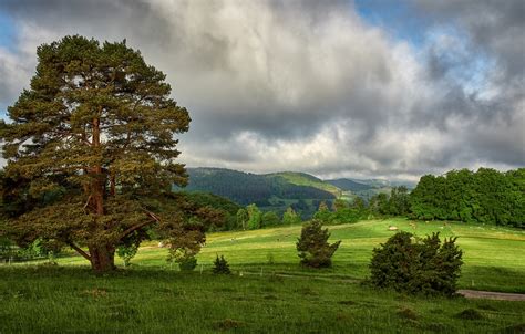 Wallpaper Greens Field Forest Summer The Sky Grass Clouds