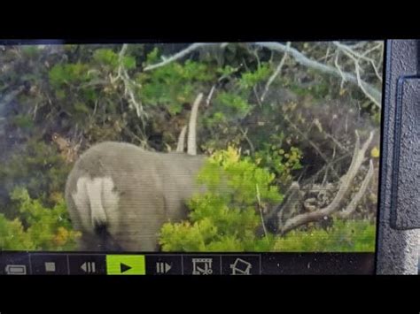 Utah Muzzleloader Mule Deer Hunt YouTube