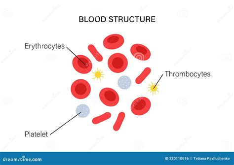 Blood structure concept stock vector. Illustration of elements - 220110616