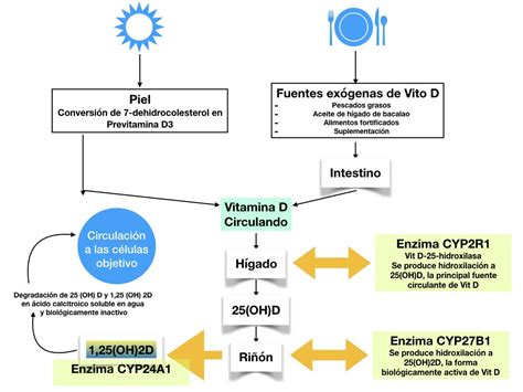 Qu Es La Vitamina D Alberto Hdez