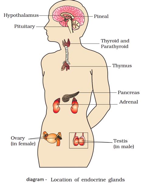 The Glands In The Endocrine System Diagram